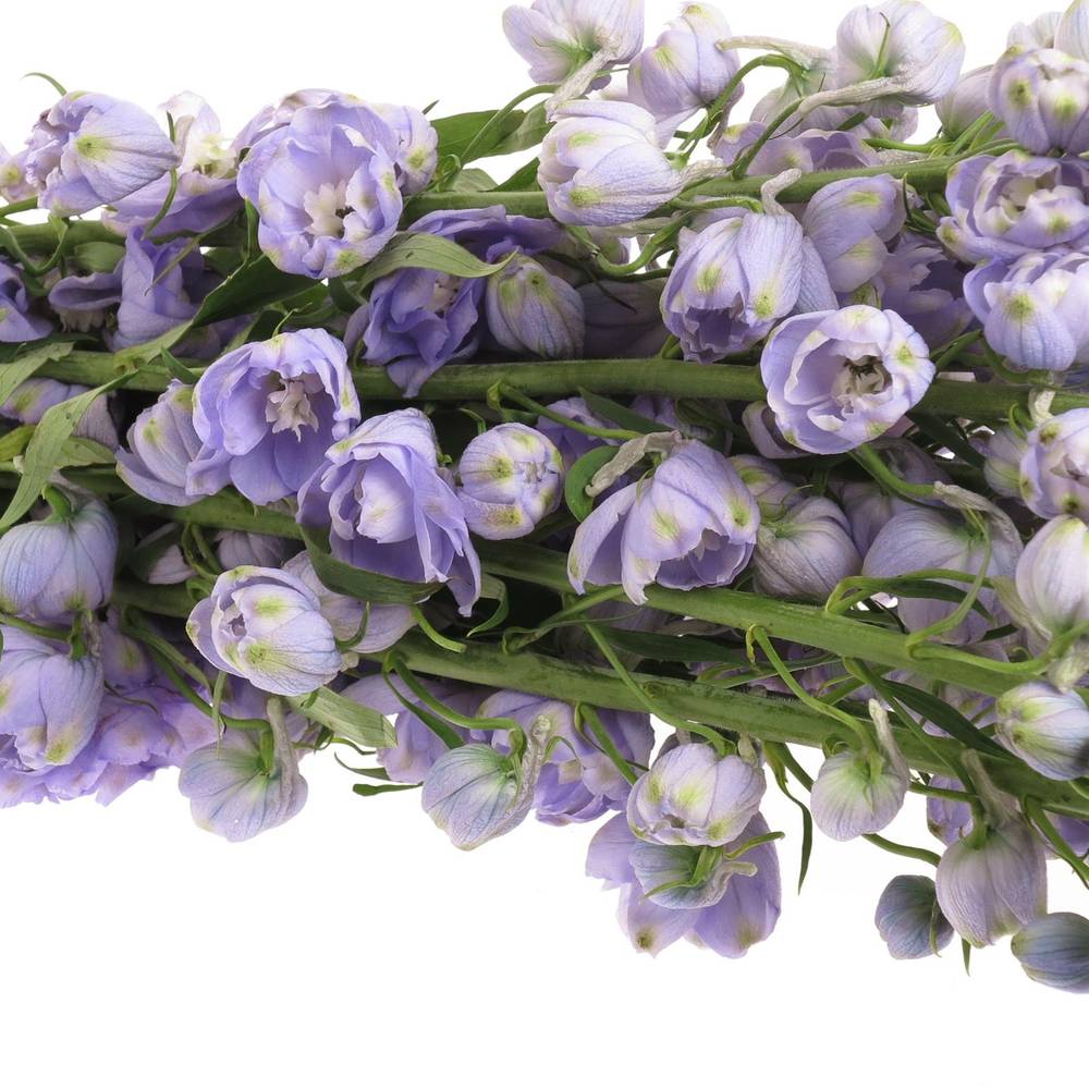 Delphinium lavendel Found 90cm