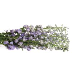 Delphinium lavendel Found 90cm