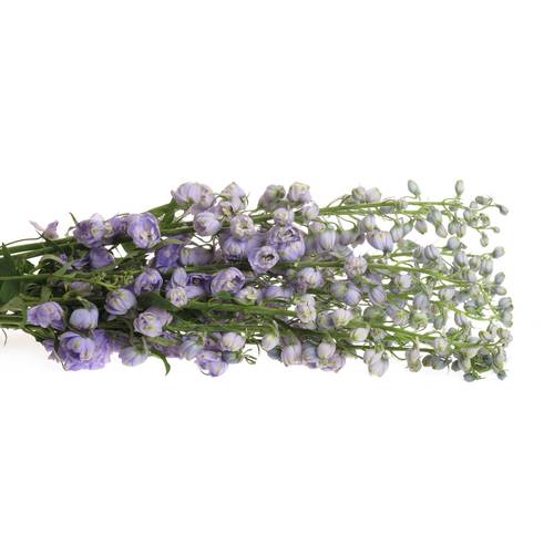 Delphinium lavendel Found 90cm
