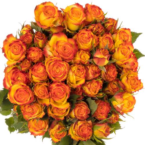 Rose verzweigt gelb/rot Eyeliner x5 5+Blüte 40cm