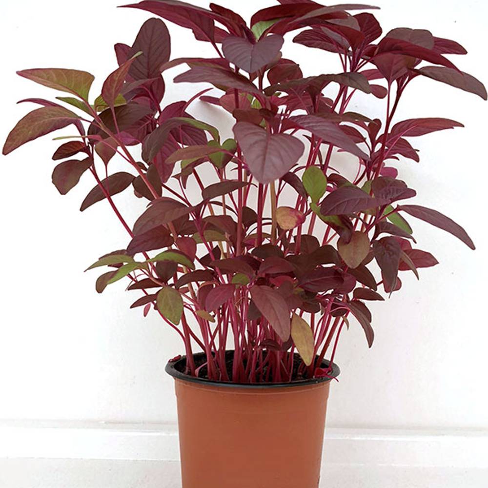 Amanthus Tricolor T10,5