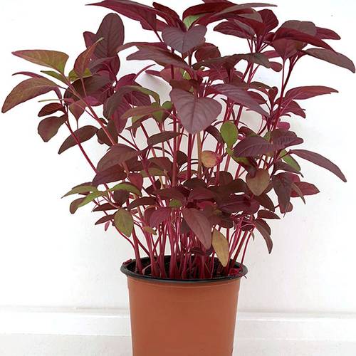 Amanthus Tricolor T10,5