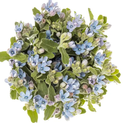 Oxypetalum blau 50cm x30