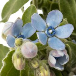 Oxypetalum blau 50cm x30
