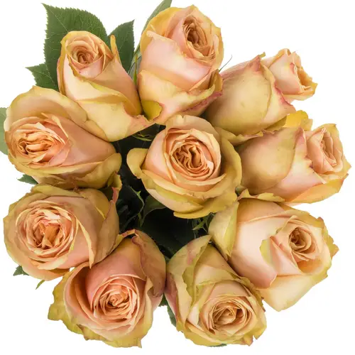 Rose lachs Desert (Ec) 50cm