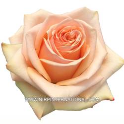 Rose lachs Desert (Ec) 50cm