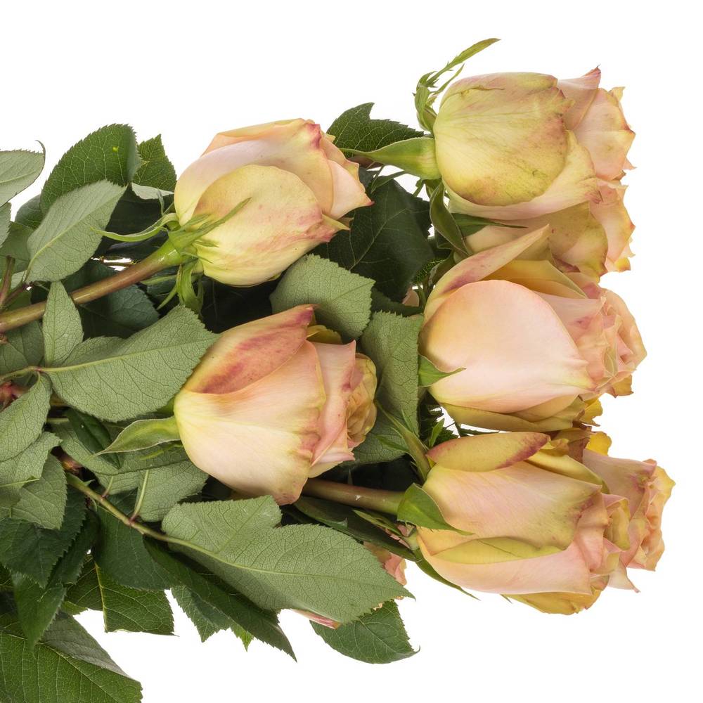 Rose lachs Desert (Ec) 50cm