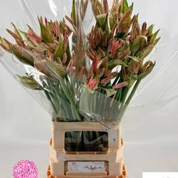 Nerine hell rosa Casandra 65cm