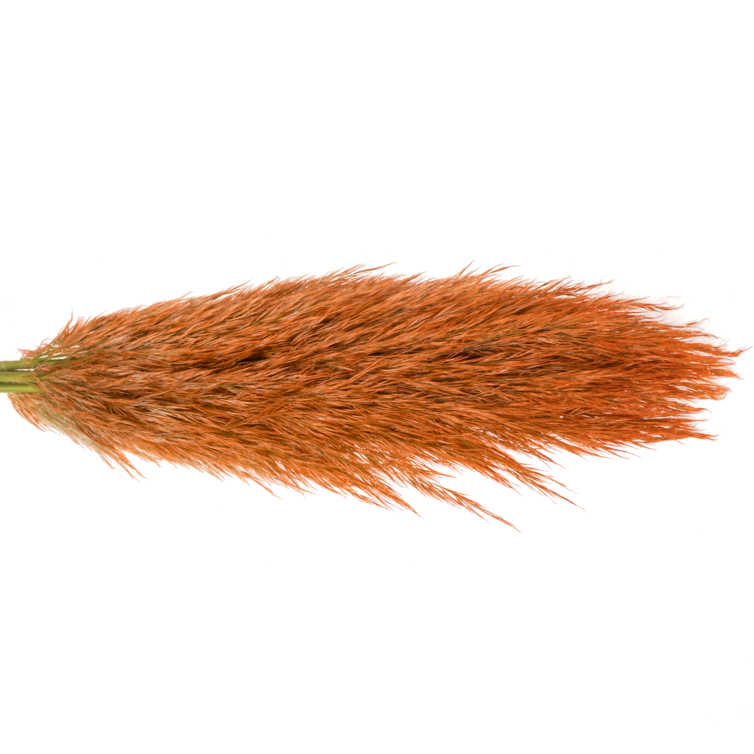 Pampas Frisch orange/lachs gefärbt 90cm