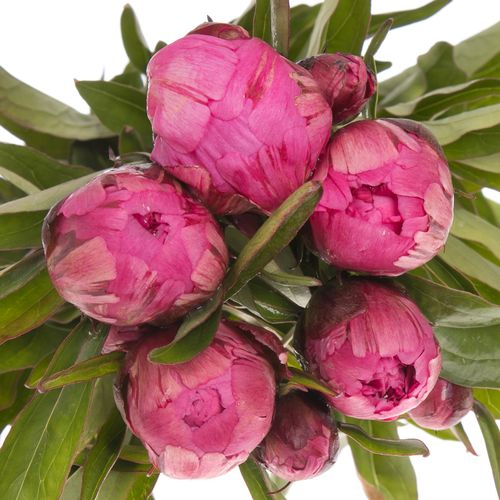 Pfingstrose pink Bunker 45cm