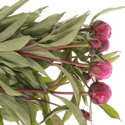 Pfingstrose pink Bunker 45cm