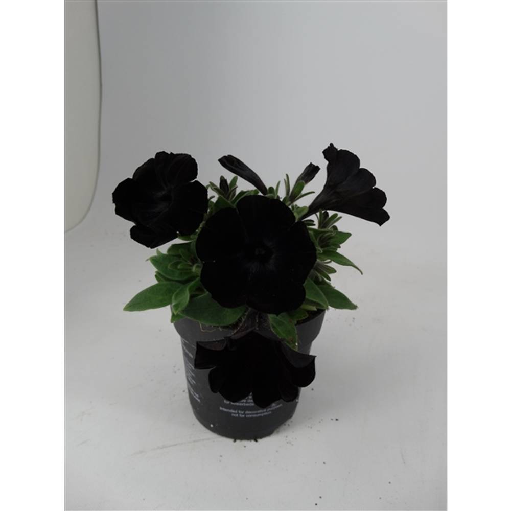 Petunia schwarz T10,5 H20