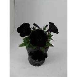 Petunia schwarz T10,5 H20