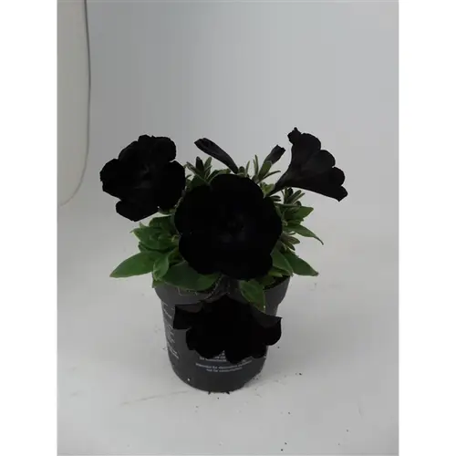 Petunia schwarz T10,5 H20