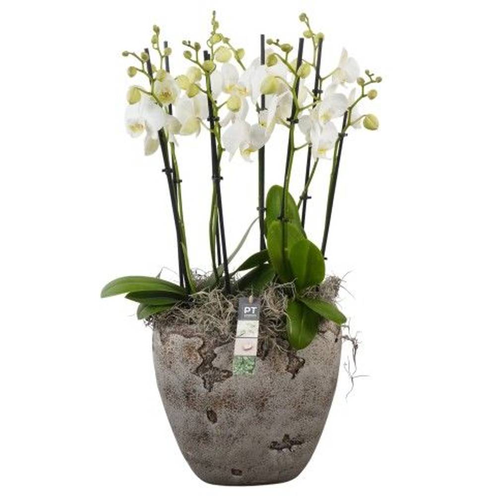 Phal.Arr PTPHV2626 T27 H075