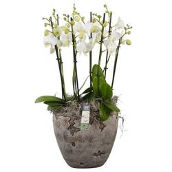 Phal.Arr PTPHV2626 T27 H075