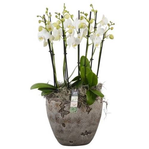 Phal.Arr PTPHV2626 T27 H075