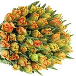 Tulpe orange doppel Monte Carlo 36 Gramm