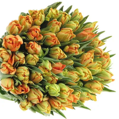 Tulpe orange doppel Monte Carlo 36 Gramm