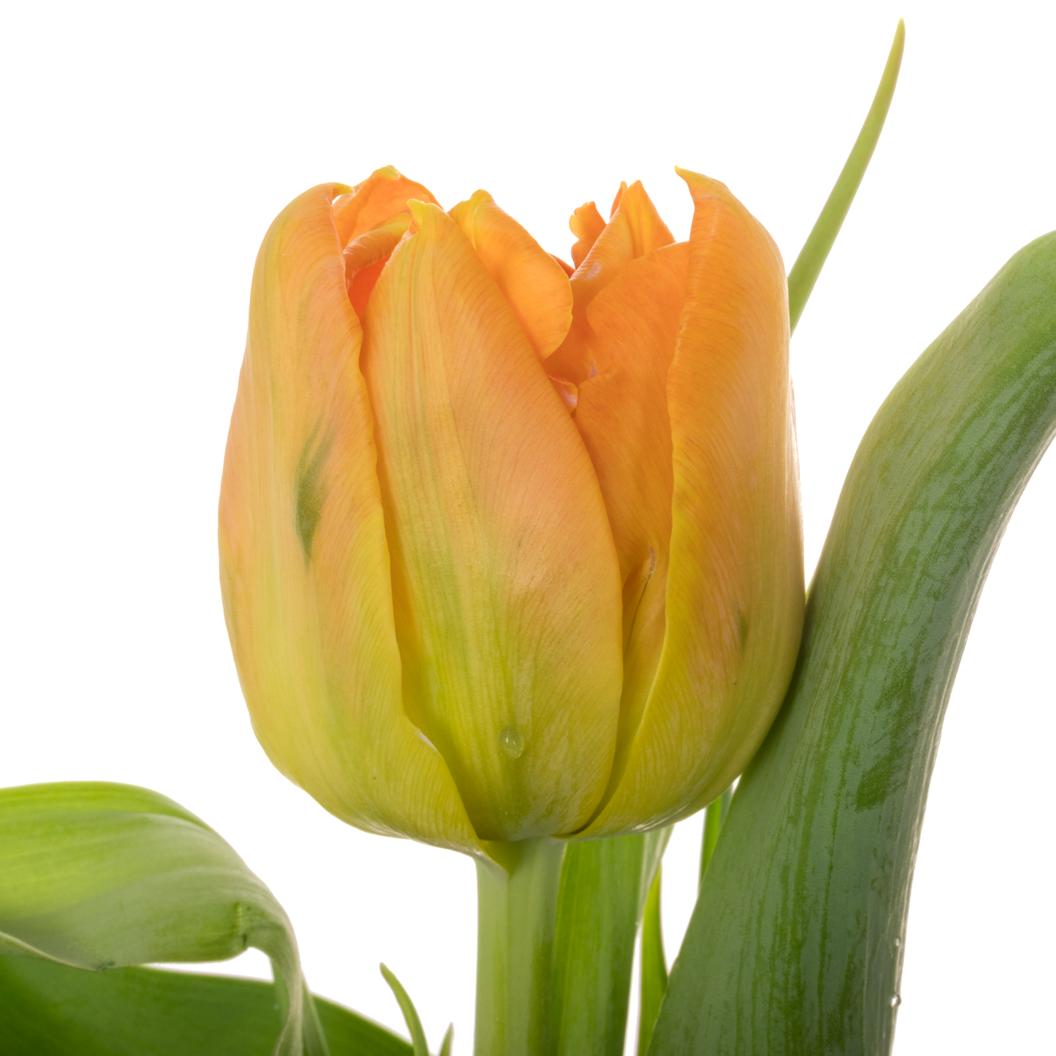 Tulpe orange doppel Monte Carlo 36 Gramm