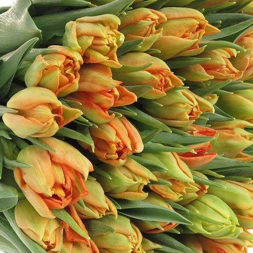 Tulpe orange doppel Monte Carlo 36 Gramm
