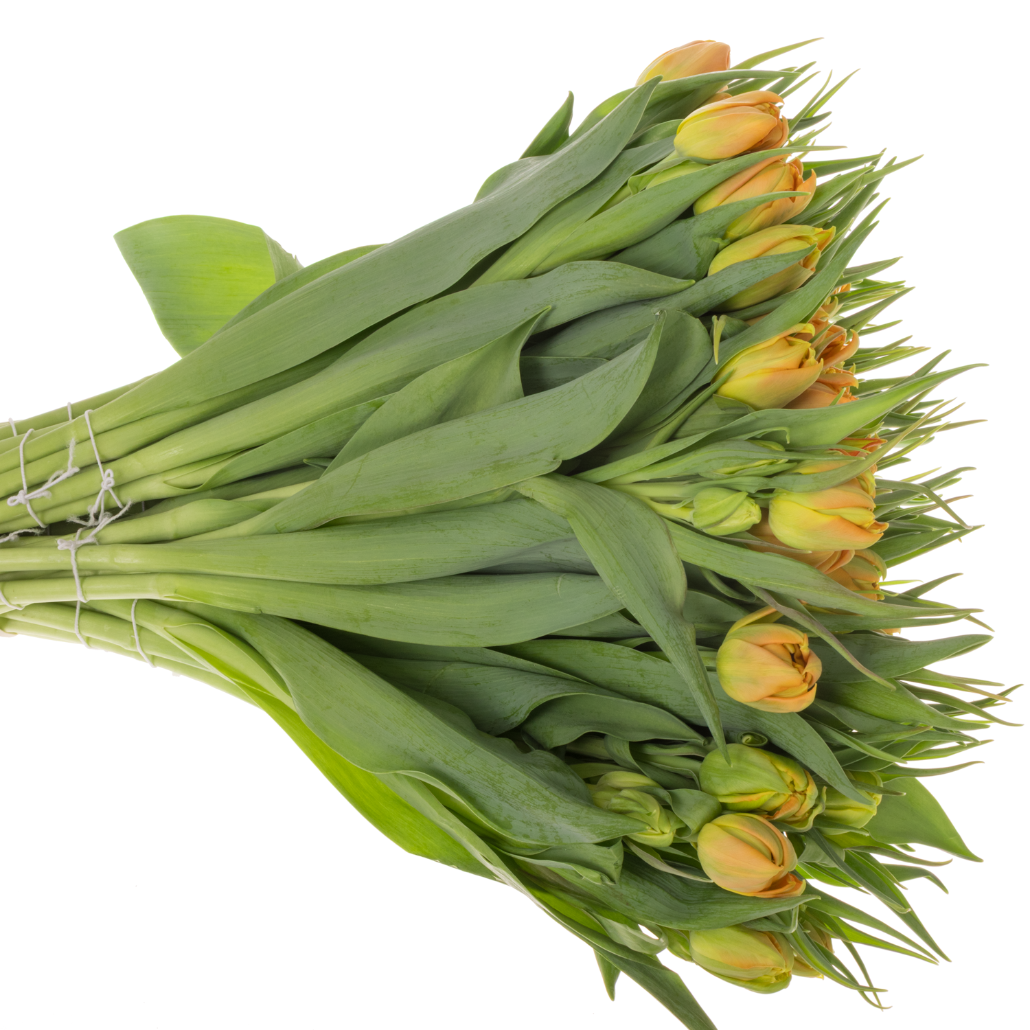 Tulpe orange doppel Monte Carlo 36 Gramm