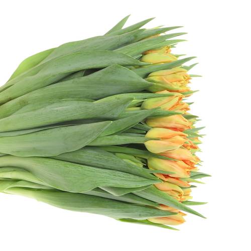 Tulpe orange doppel Monte Carlo 36 Gramm