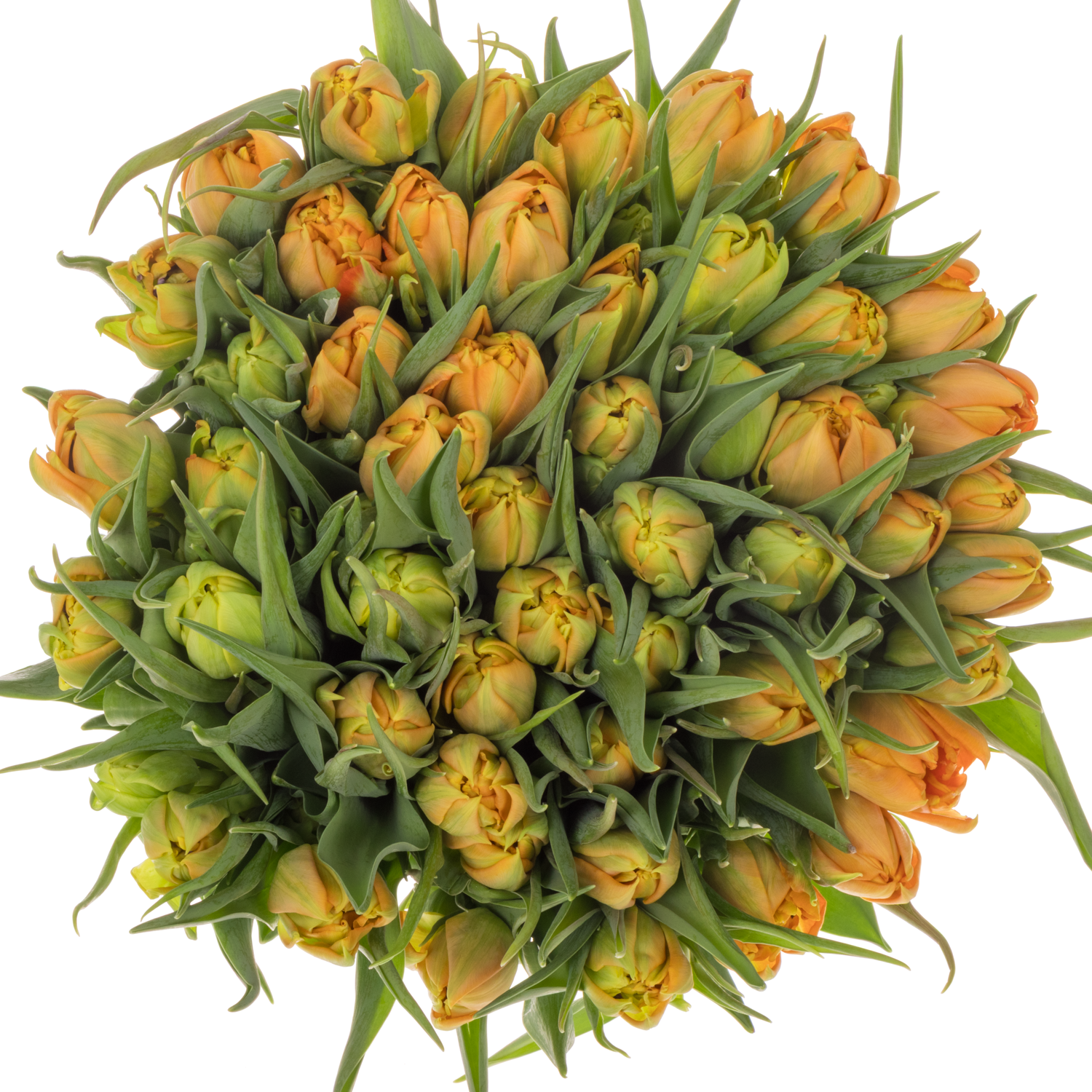 Tulpe orange doppel Monte Carlo 36 Gramm