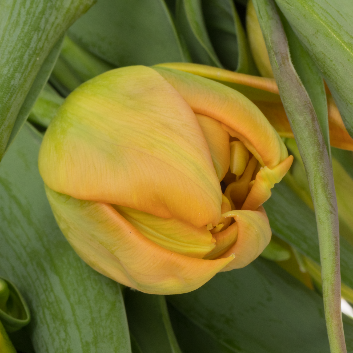 Tulpe orange doppel Monte Carlo 36 Gramm