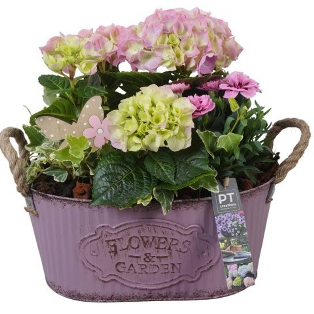 Garten.Arr PTPP6878 T28 H030