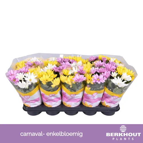 Chrysantheme Carnaval Single T12 H026