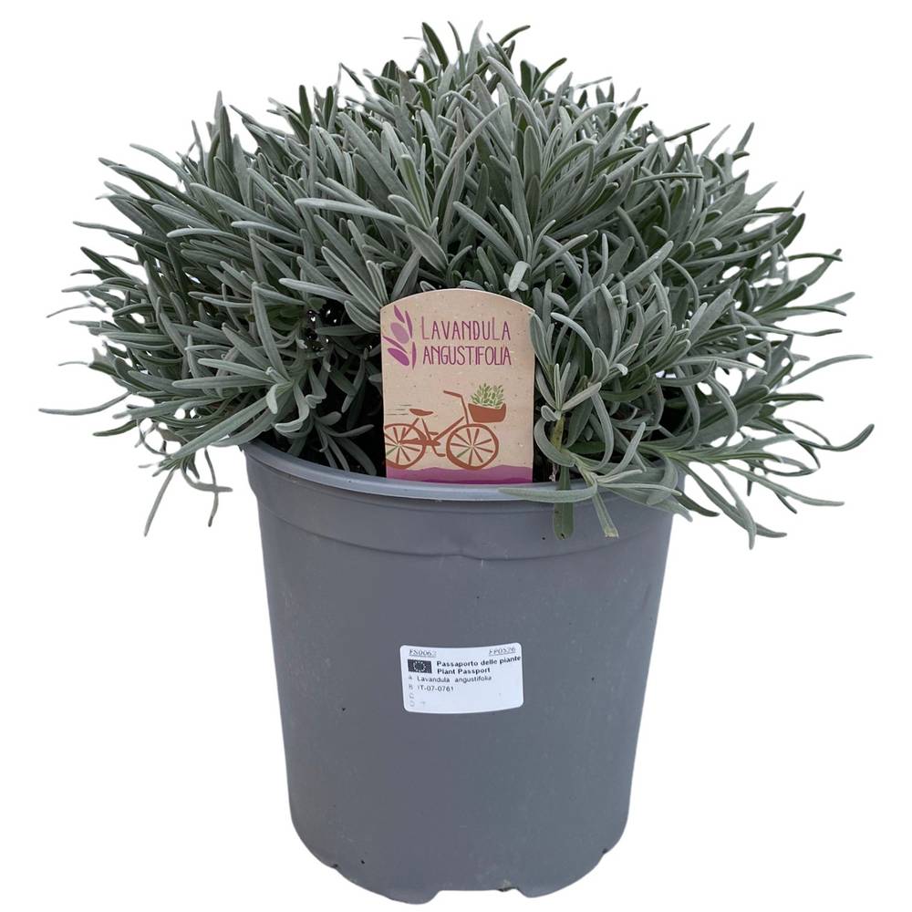 Lavendel Ang. T18 H045
