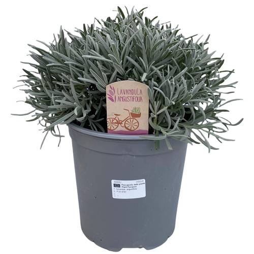 Lavendel Ang. T18 H045