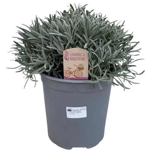 Lavendel Ang. T18 H045