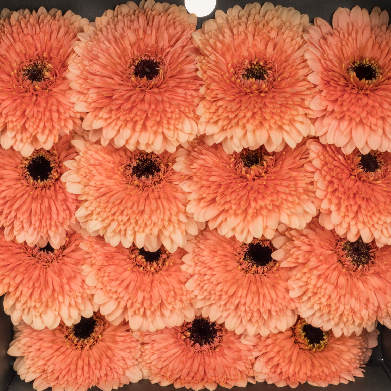 Gerbera apricot Pompon Peach Ball