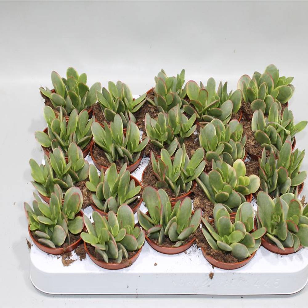 Crassula Platyphy Bunt T05 H12