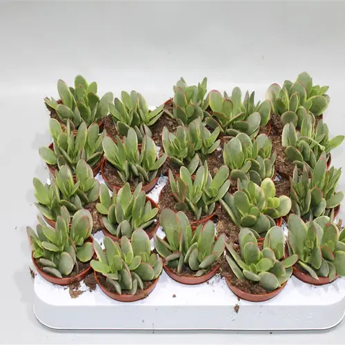 Crassula Platyphy Bunt T05 H12