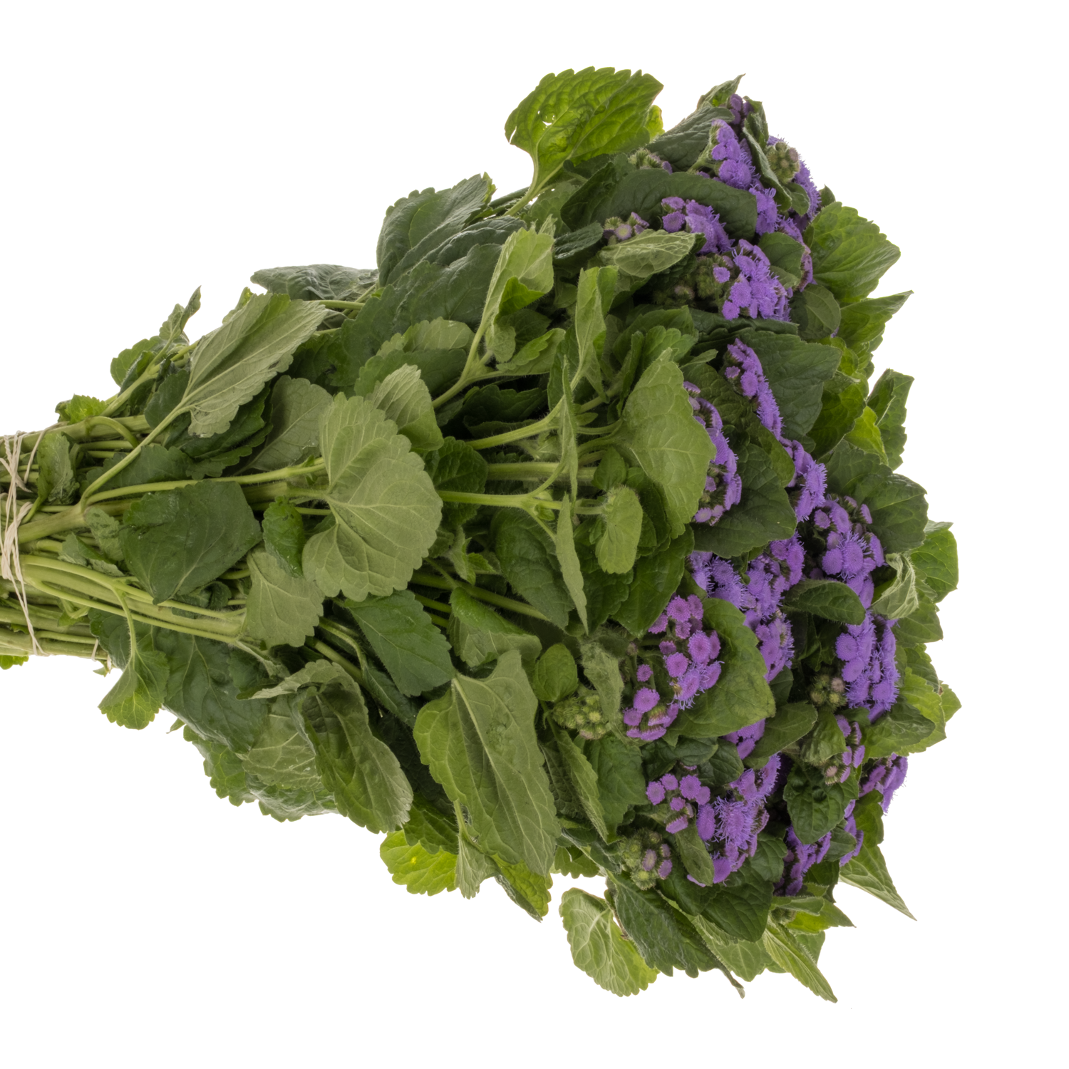 Ageratum lila Blue Horizon 42cm