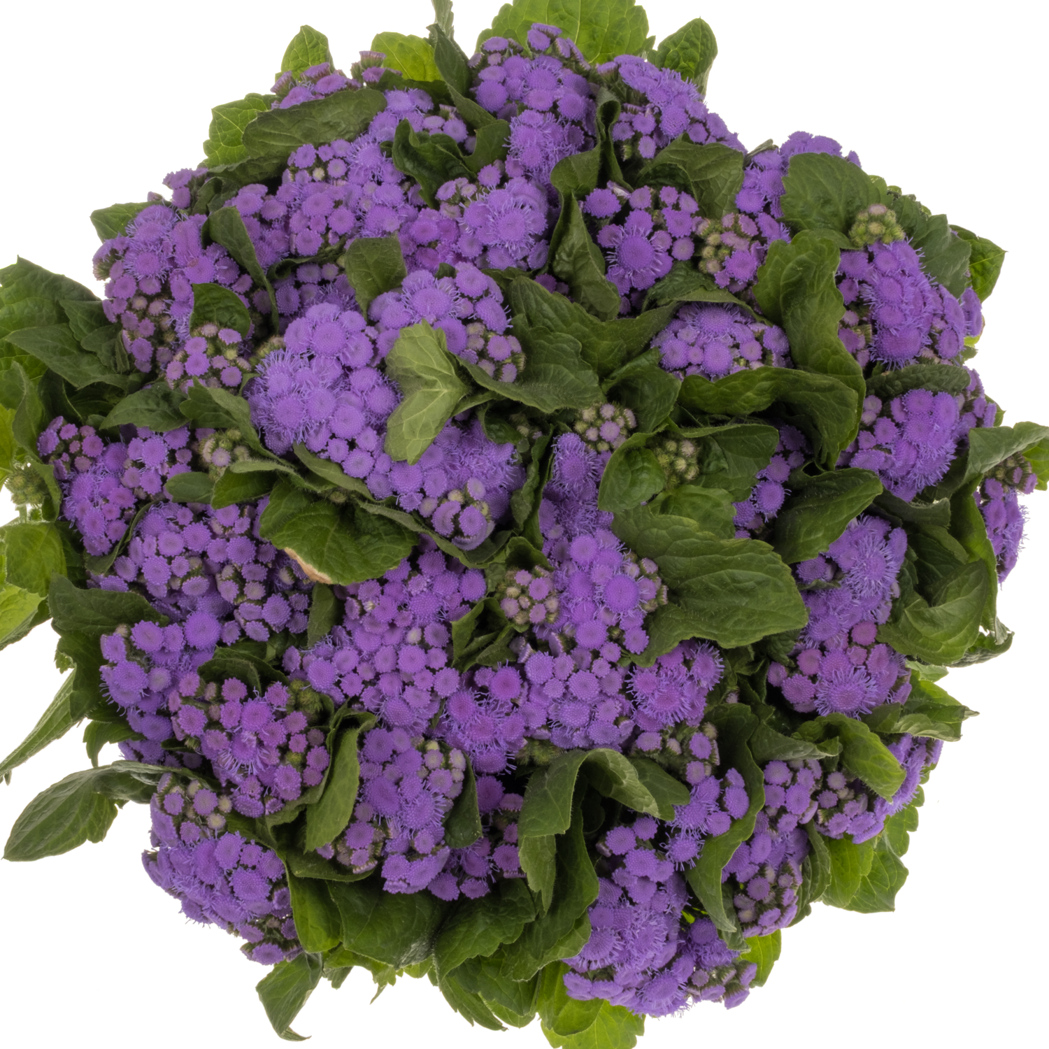 Ageratum lila Blue Horizon 42cm