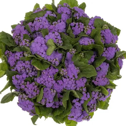 Ageratum lila Blue Horizon 42cm
