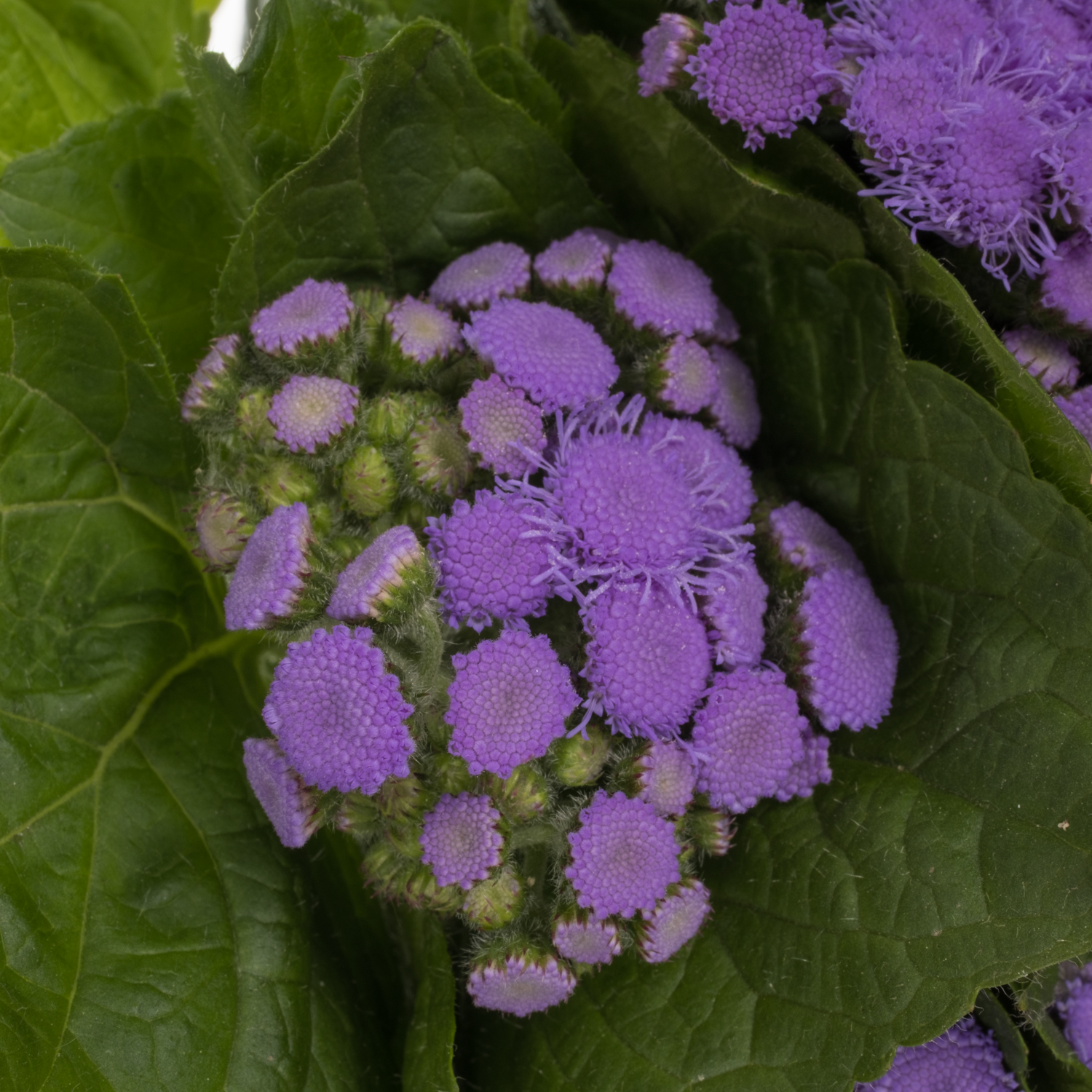 Ageratum lila Blue Horizon 42cm