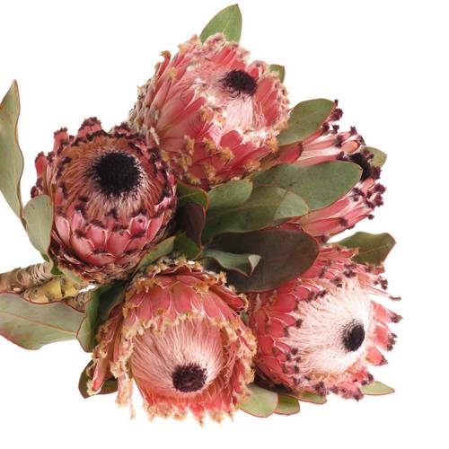 Protea rosa Barbigera 35cm