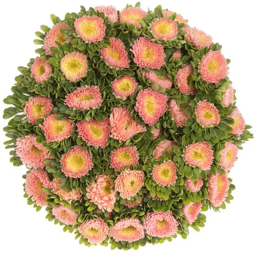 Aster apricot   40cm