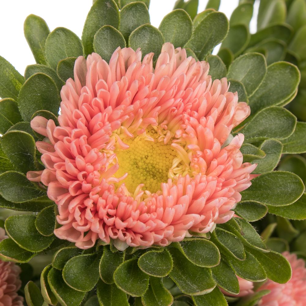 Aster apricot   40cm