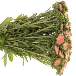 Aster apricot   40cm