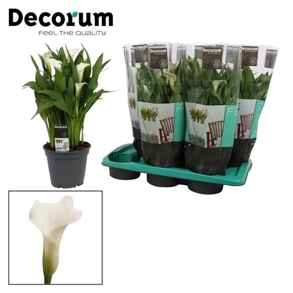 Calla weiss Captain Fresco T17 H045