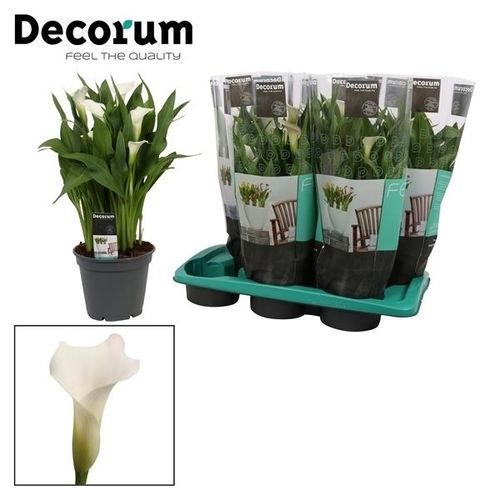 Calla weiss Captain Fresco T17 H045