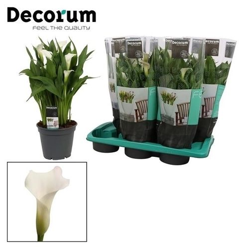 Calla weiss Captain Fresco T17 H045