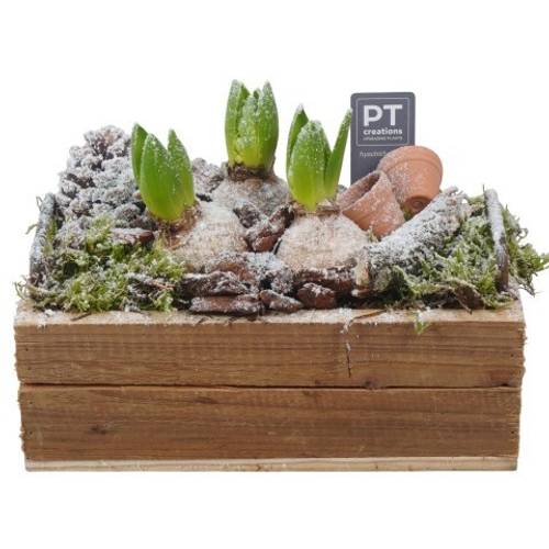 Hyac.Arr PTWH4041 weisse Bl. Winter T25 H018