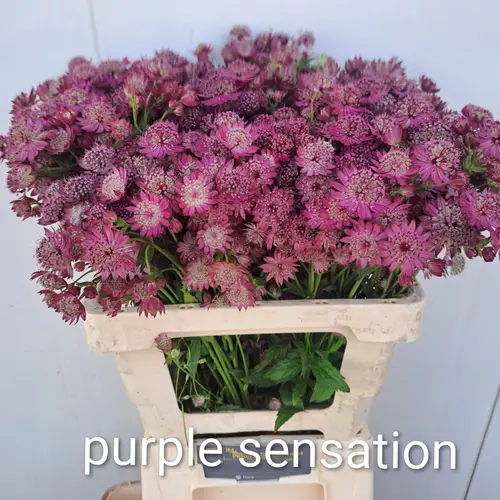 Astrantia lila Purple Sensation